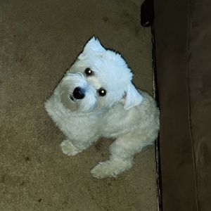 Meet your Posher, Mallory